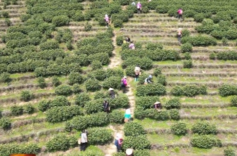 七里桥镇：明前茶飘香 采摘制作忙
