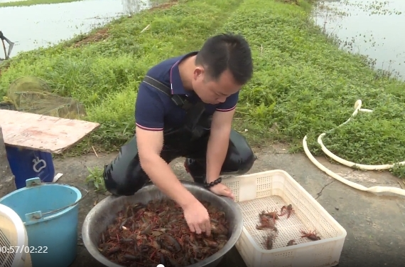 祁阳：鲜活小龙虾 点亮致富路