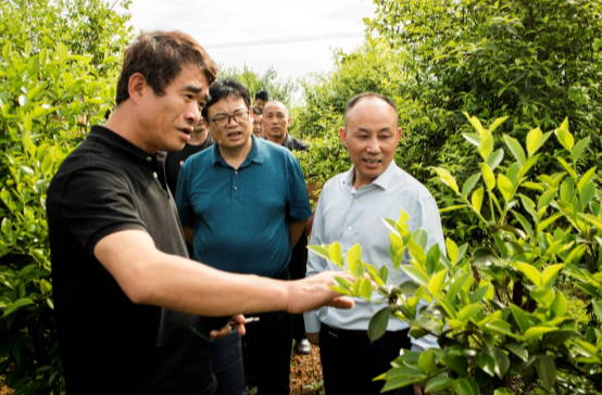 祁阳林业局：组团为油茶产业发展支招