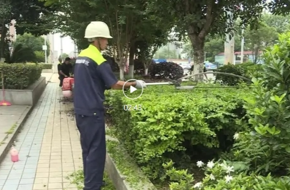祁阳：做好雨后绿林病虫害防治  让城市“颜值”不减