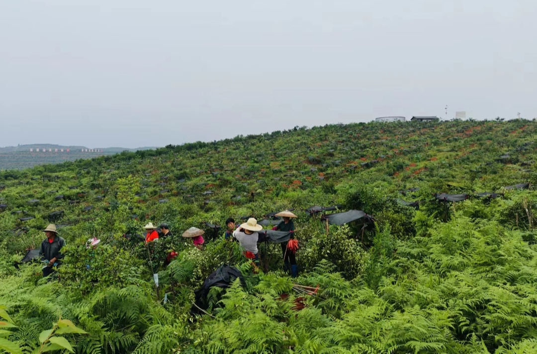 祁陽(yáng)：油茶基地高接換冠忙