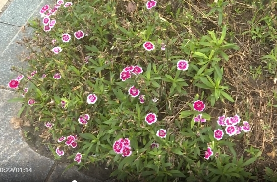 祁阳：时花种植 装扮城市