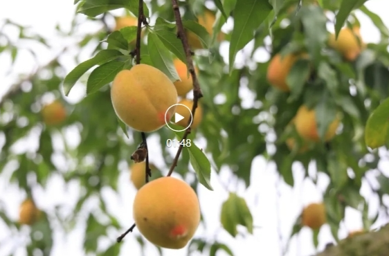 金洞凤凰：黄桃丰收采摘忙  枝头挂满“致富果”