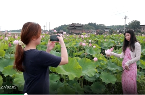 祁阳：荷花盛开引客来