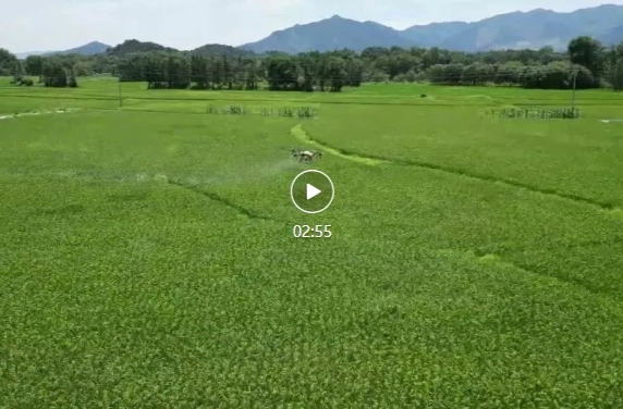 祁阳：水稻统防统治 助农户“虫口夺粮”