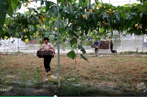 祁阳：育秧大棚套种蔬菜 上长果 下生芽