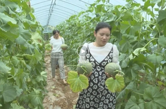 瓜果飘香 欢乐采摘