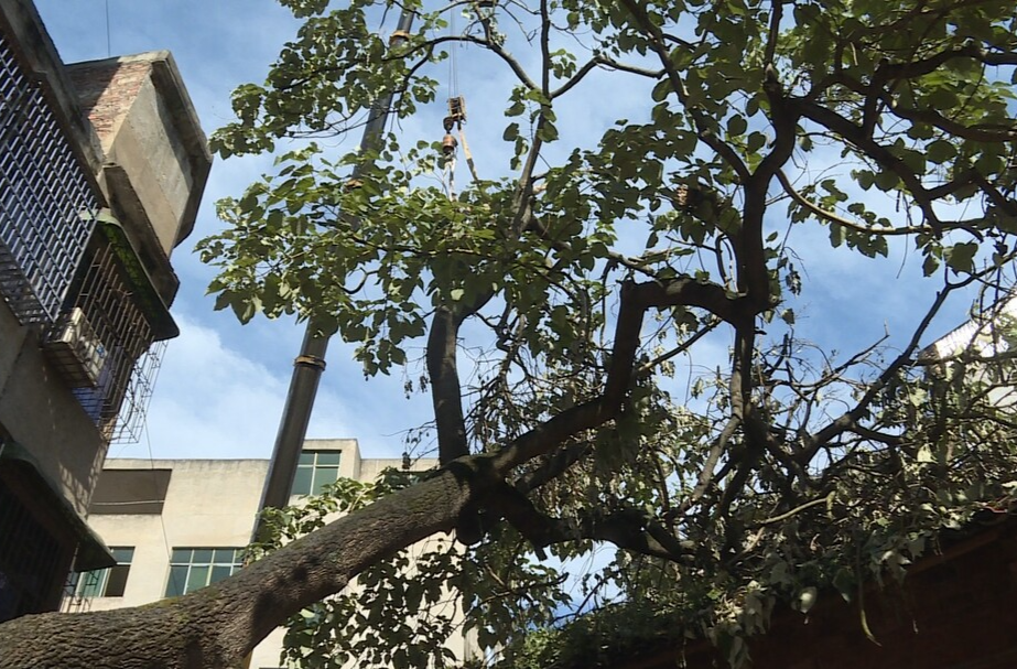 祁阳:大树倾斜倒压房顶 环卫部门及时清除保安全