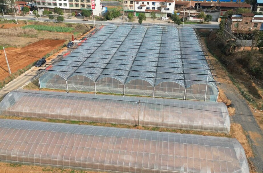 祁阳：推广育秧新技术 助力粮食增收