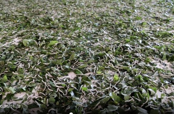 祁阳油塘村：“作茧致富”走好发展新丝路