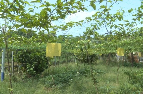 百香果坠满枝 甜蜜丰收有奔头