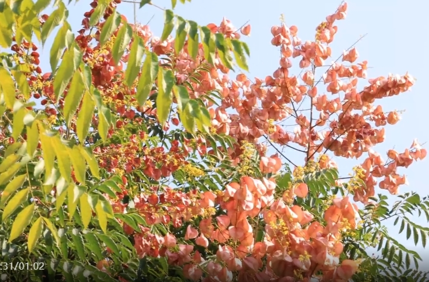 栾树果实缀枝头 红绿相间秋意浓