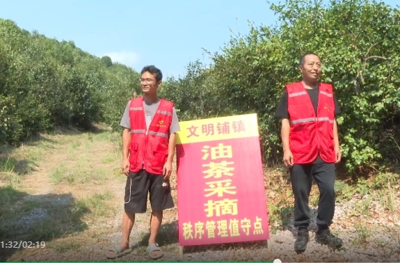 祁阳文明铺镇：规范采摘秩序 助力油茶丰收