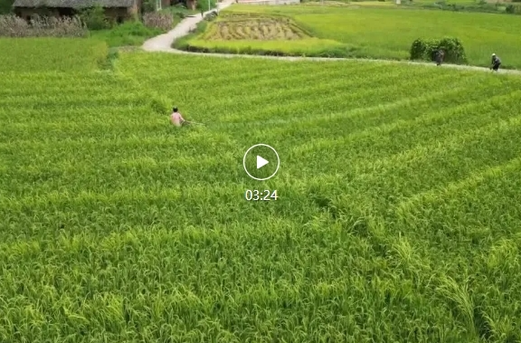 【盛世华诞·奋进祁阳】祁阳：稻香飘万家 良种护粮安