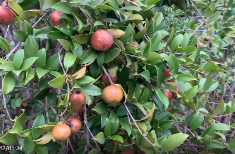 金秋霜降  油茶迎来采摘季