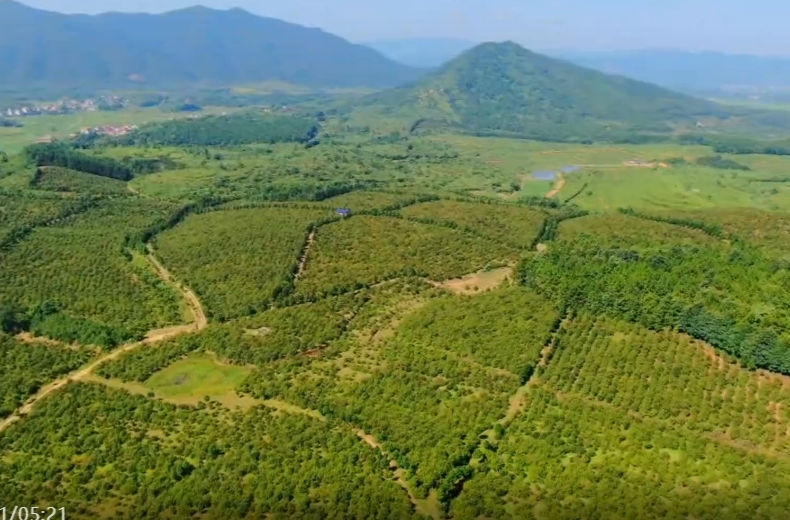 【茶油正香业正旺】：一滴茶油带富一方百姓
