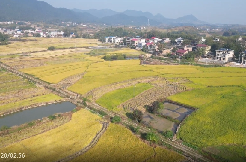龚家坪镇：闲置大棚再利用 种植蔬菜喜丰收