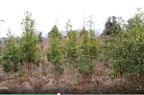 金洞管理区楠木苗种植热 铺就绿色致富路