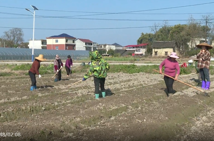 祁阳八宝镇：土地流转激活"芋"动力