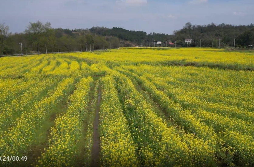 肖家镇：万亩油菜花竞放 春日经济绽放金色活力