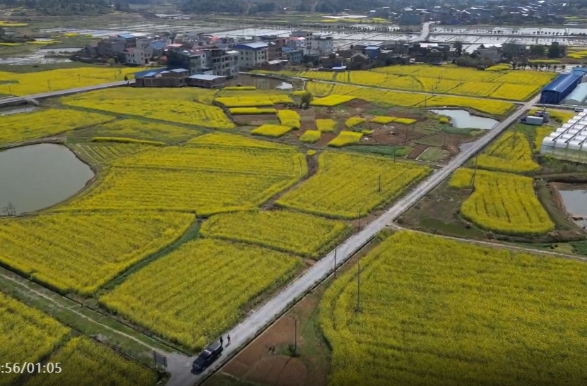 梅溪镇：万亩油菜花竞绽放 绘就春日增收新画卷