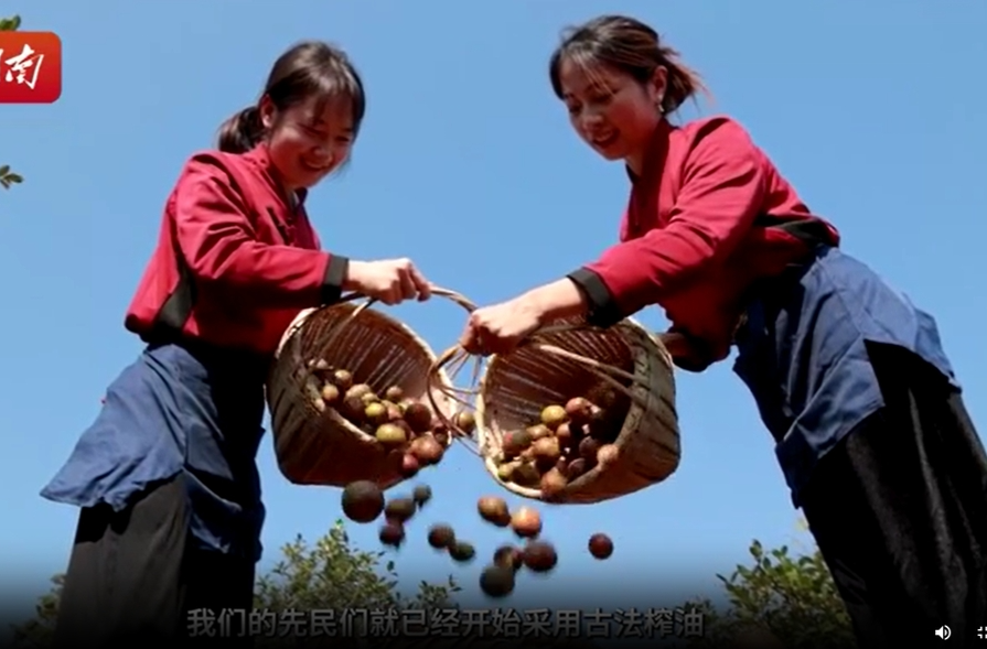 一滴茶油的神奇旅程
