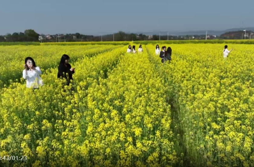 羊角塘清溪坪村：千亩油菜花盛开 为乡村振兴“景”上添彩