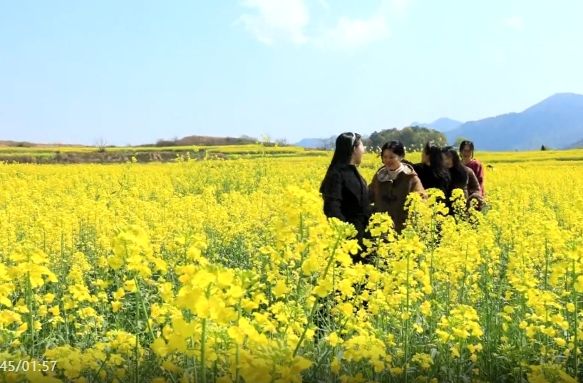 祁阳七里桥：万亩金浪涌春潮 油菜花开映振兴