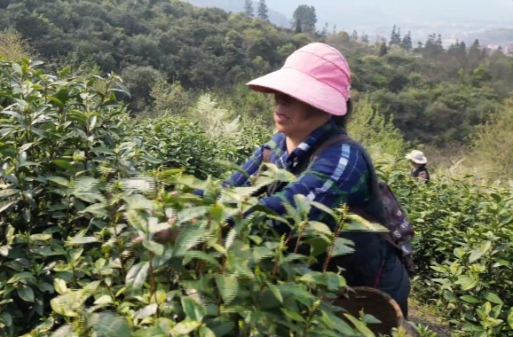 祁阳：千亩“明前茶”抢鲜开采 绿叶生金富农家