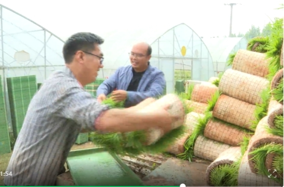 祁阳：育秧大棚巧套种 "一棚两用"促增收