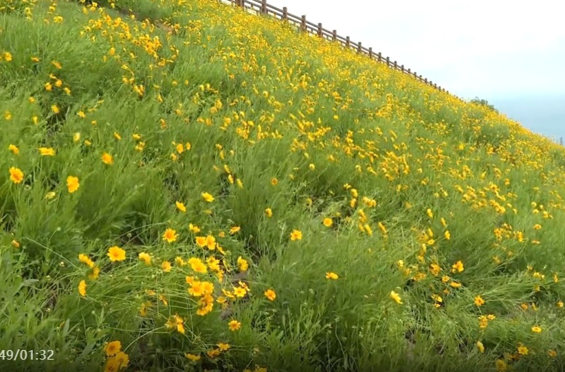 祁阳：东江桥畔金鸡菊绽放 市民乐享初夏美景