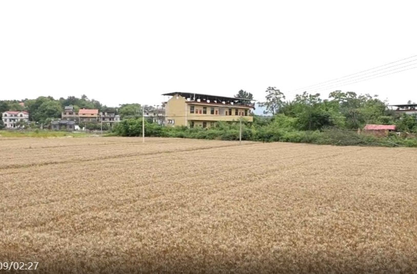 祁阳 ：首种冬小麦丰收 “稻稻麦”效益初显