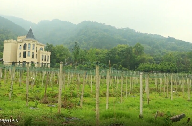 祁阳：黄金百香果栽种正当时 村民增收致富展笑颜