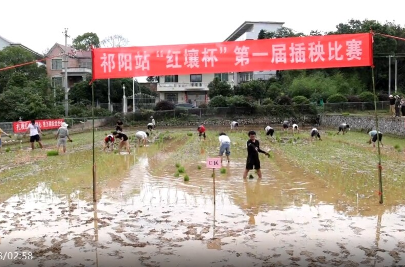 （全国科技工作者日）祁阳红壤实验站：田间插秧赛 泥泞见真章