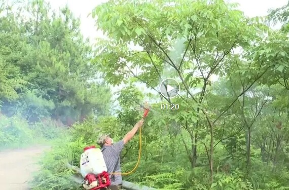 祁阳市剿灭“鸡公虫”保卫泡桐林 