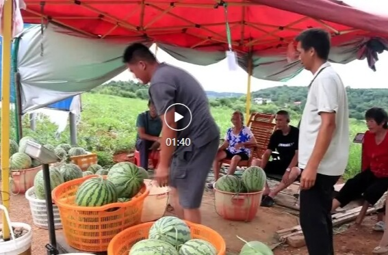 浯溪街道小江村：千亩瓜田迎丰收 甜蜜产业促发展