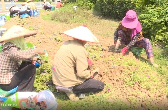 祁阳市环卫园林事务中心开展夏季时令花卉种植工作