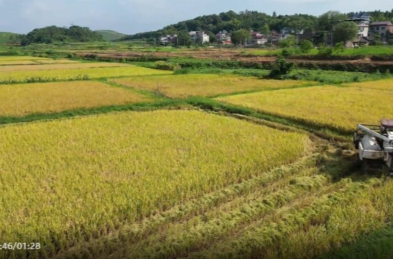 祁阳：低镉早稻双突破 示范片亩均产量近600公斤