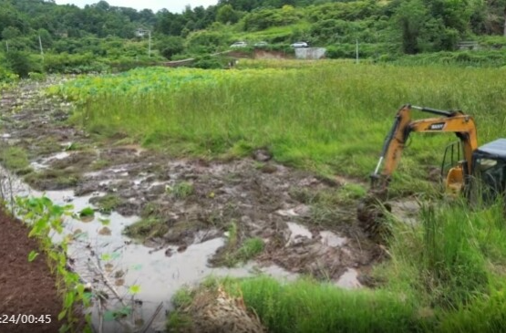 梅溪镇龙新村：“莲改稻”奋战深泥田 晚稻扩面有手段
