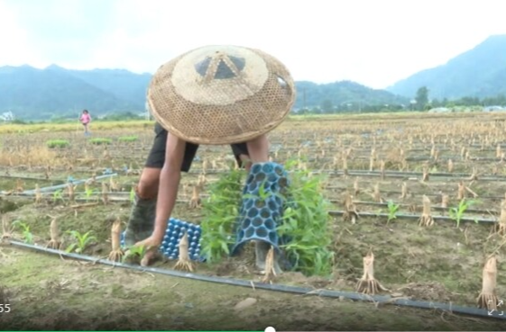 祁阳市八宝镇：150亩夏季鲜食玉米移栽忙 产业帮扶“双百”工程助力乡村振兴