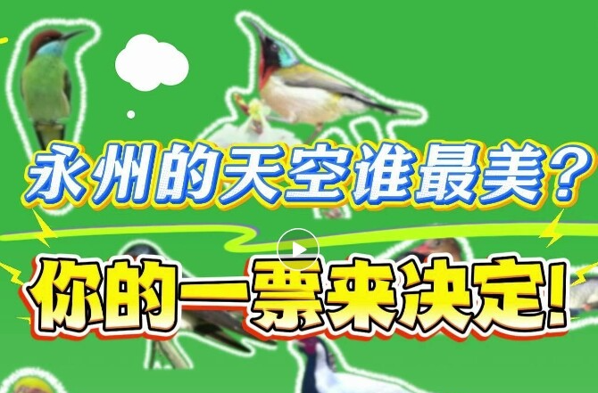 正式启动！永州“市鸟”评选等你来投票！