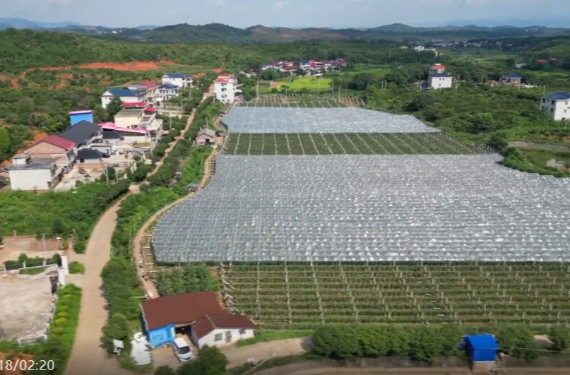 祁阳茅竹镇：50亩葡萄熟了 甜蜜产业助农增收
