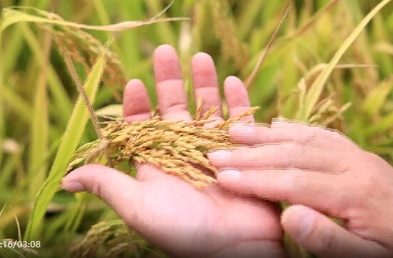 祁阳早稻喜获丰收 机械化与合理密植齐发力 促增产增收
