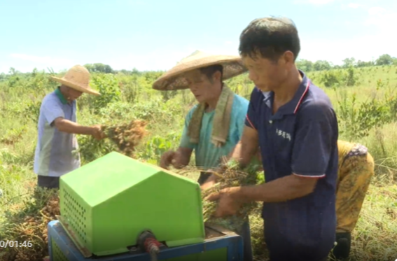 祁阳：油茶套种花生喜获丰收 科技助力土地增效