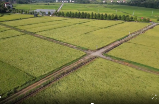 祁阳：41.53万亩晚稻迎来丰收 预计亩均增产20公斤