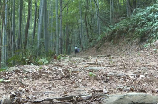 祁阳下马渡镇：村民义务清障 千年衡永古道焕发新生