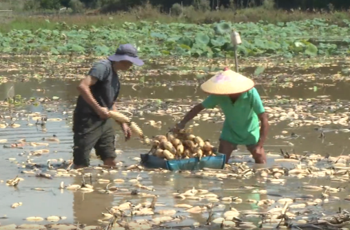 祁阳：特色莲藕迎丰收 “水中人参”促增收