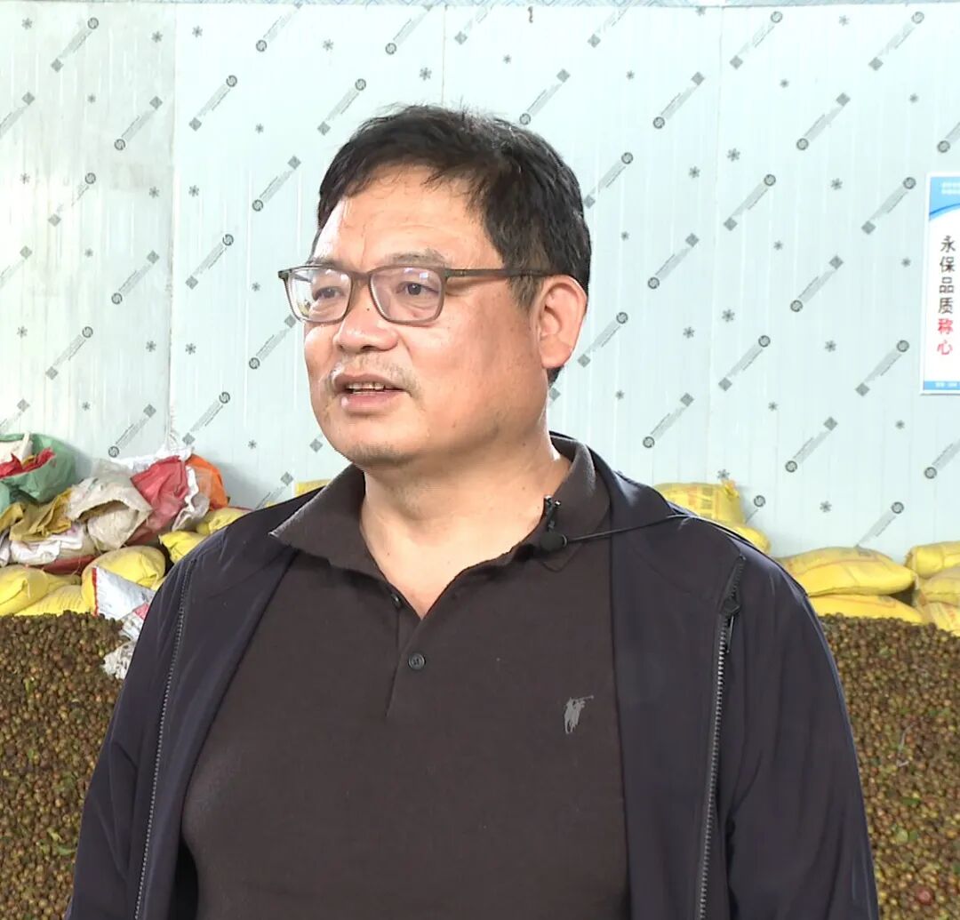 祁阳：油茶满山香 “霜降”采摘忙