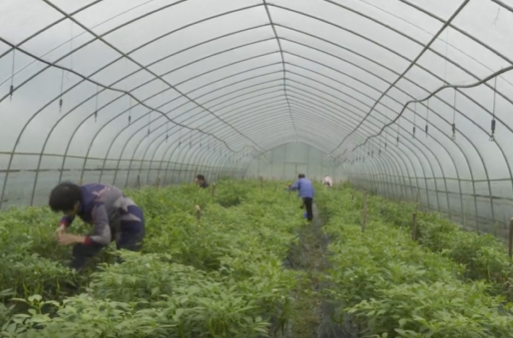 祁阳：秋延辣椒喜丰收 “大棚经济”促增收 