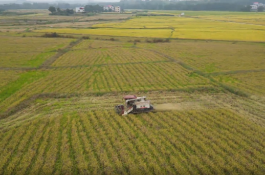 祁阳：再生稻喜获丰收 “一种两收”效益倍增 